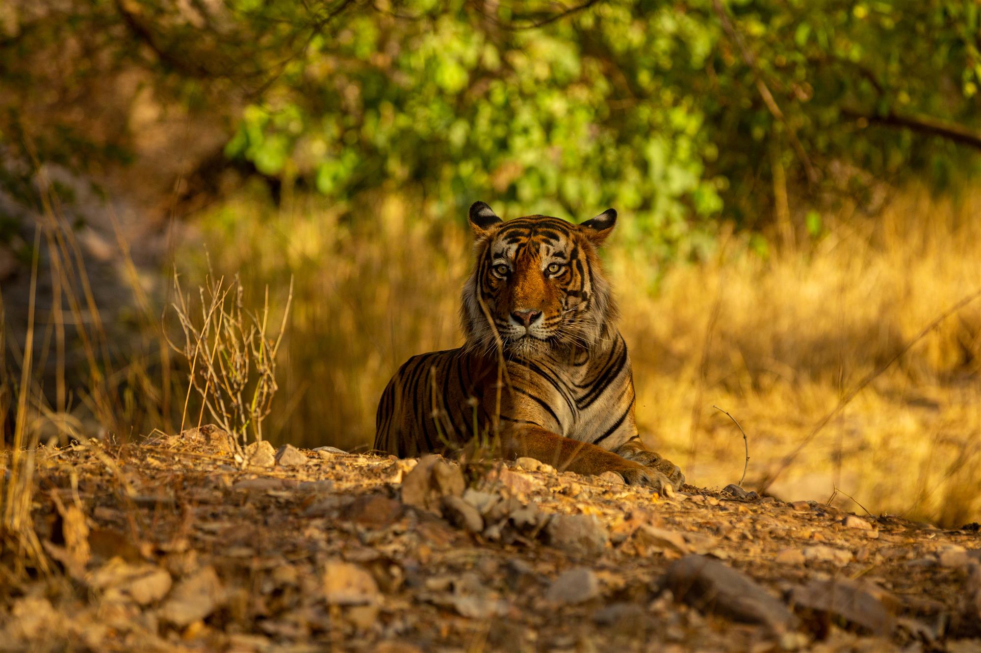 HVS | HVS Monday Musings: Wildlife Tourism in India - The Roar Can Be