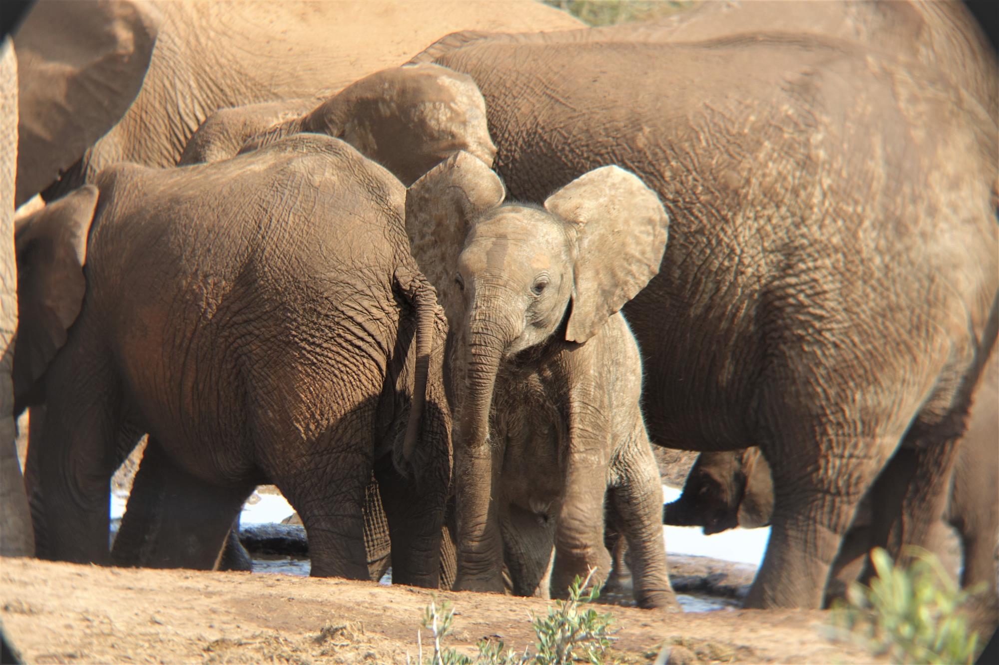 Herd of Elephants in Addo National Park.JPG
